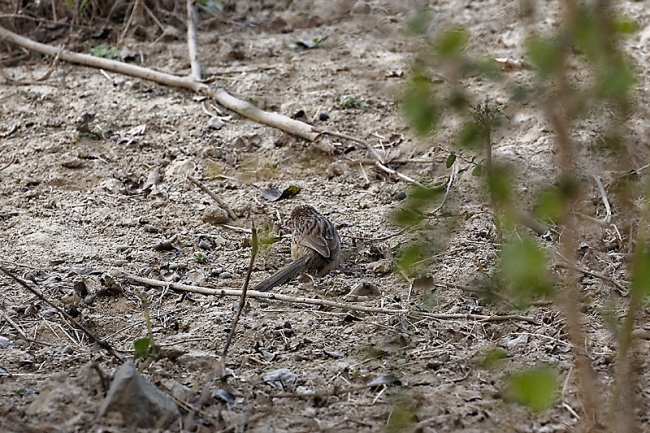 Keoladeo national park-008